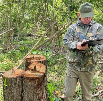 На Волині виявили незаконну порубку дерев на понад 13 млн грн
