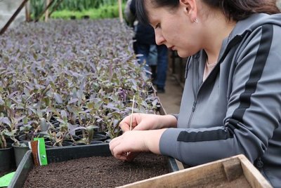 Як у Полтаві планують озеленювати території Як у Полтаві планують озеленювати території