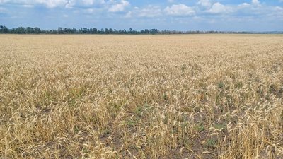 Жнива поле збір ранніх зернових культур врожай аграрії Донецька сільськогосподарська дослідна станція пшениця ячмінь поля Донецька область Жнива поле збір ранніх зернових культур врожай аграрії Донецька сільськогосподарська дослідна станція пшениця ячмінь поля Донецька область