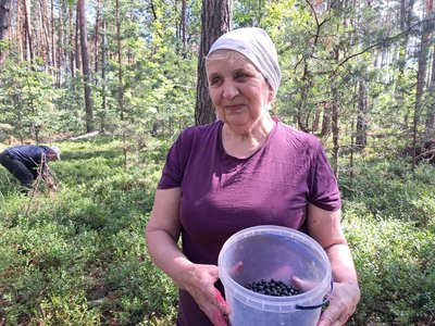 Як правильно збирати чорниці: поради від подружжя з Житомира