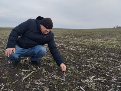 "Пшениця перебуває в стресі": як погода на Полтавщині впливає на озимі культури "Пшениця перебуває в стресі": як погода на Полтавщині впливає на озимі культури