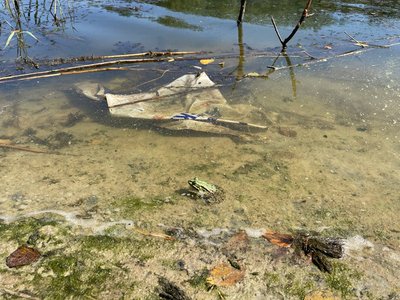 Відпочинок у лісах Орлівщини на Дніпропетровщині: що можна там побачити та як дістатися Відпочинок у лісах Орлівщини на Дніпропетровщині: що можна там побачити та як дістатися