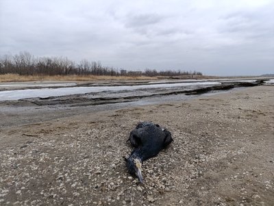 Чому в Запоріжжі загинули баклани: що кажуть науковці та влада