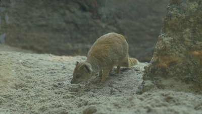"Грайливі, але боязкі": у зоопарку Черкас народилася трійня жовтих мангуст "Грайливі, але боязкі": у зоопарку Черкас народилася трійня жовтих мангуст