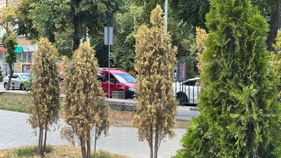 "Невдала місцевість та брак вологи": кропивницький дендролог про засохлі туї у центральному сквері "Невдала місцевість та брак вологи": кропивницький дендролог про засохлі туї у центральному сквері