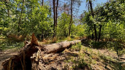 В урочищі у Кропивницькому всихають сосни: яка причина В урочищі у Кропивницькому всихають сосни: яка причина