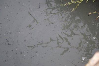 Забруднення озера Ігнатенкове в Охтирці на Сумщині: що відомо Забруднення озера Ігнатенкове в Охтирці на Сумщині: що відомо
