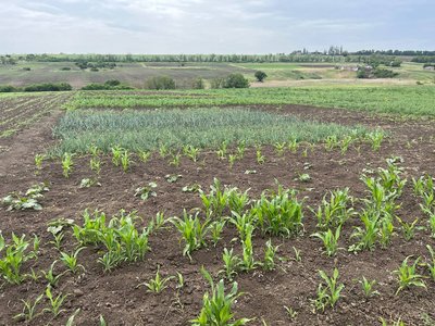 Без "моря" та води. Як жителі Дніпропетровщини через підрив Каховської ГЕС залишилися без водопостачання Без "моря" та води. Як жителі Дніпропетровщини через підрив Каховської ГЕС залишилися без водопостачання