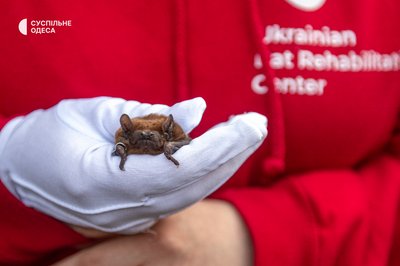 Вперше в Одесі: 27 кажанів повернулися у своє природне середовище