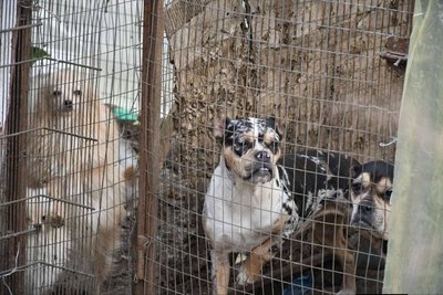 "Стоїть їдкий трупний запах": в Ізмаїлі з "чорного" розплідника вилучили десятки тварин