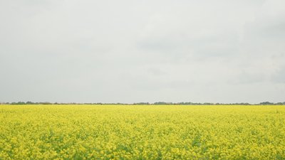 "“Градами” накривали, дрон висів над комбайном": як працюють фермери на кордоні з РФ "“Градами” накривали, дрон висів над комбайном": як працюють фермери на кордоні з РФ