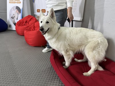 Як працює терапія із собаками у Миргороді: досвід Центру каністерапії "Альфа-Зграя" Як працює терапія із собаками у Миргороді: досвід Центру каністерапії "Альфа-Зграя"