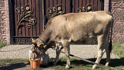 Корова Мілка Мирове Донецька область 29 серпня 2025 рік Корова Мілка Мирове Донецька область 29 серпня 2025 рік
