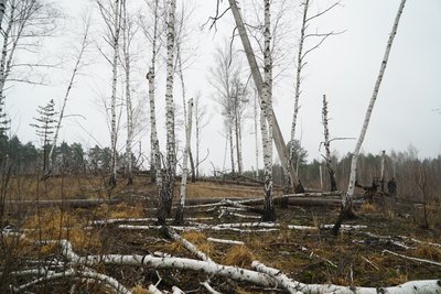 Берези в нацпарку "Слобожанський" Берези в нацпарку "Слобожанський"