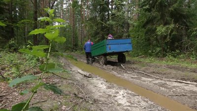 Лисички та білі продають, сироїжки для себе, а підберезники — для родичів: як збирають гриби на півночі Чернігівщини Лисички та білі продають, сироїжки для себе, а підберезники — для родичів: як збирають гриби на півночі Чернігівщини
