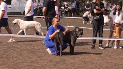 200 собак з 15 областей: у Кропивницькому пройшла всеукраїнська виставка та чемпіонат собак 200 собак з 15 областей: у Кропивницькому пройшла всеукраїнська виставка та чемпіонат собак