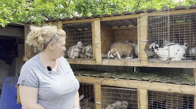"Перспективне кролівництво": як на Черкащині вирощують кролів "Перспективне кролівництво": як на Черкащині вирощують кролів