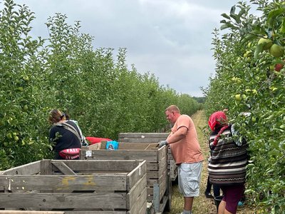 На Вінниччині очікують вдвічі менший урожай яблук, ніж торік: сільгоспвиробники назвали причину На Вінниччині очікують вдвічі менший урожай яблук, ніж торік: сільгоспвиробники назвали причину