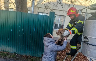 Порятунок Сільвестра: черкаські рятувальники допомогли зняти з висоти кота Порятунок Сільвестра: черкаські рятувальники допомогли зняти з висоти кота