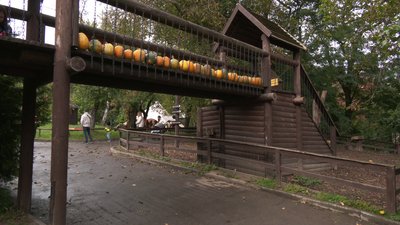 Частування тварин, смаколики та майстер-класи: як пройшов Гарбузовий фестиваль у Рівному Частування тварин, смаколики та майстер-класи: як пройшов Гарбузовий фестиваль у Рівному