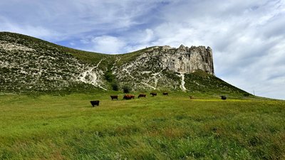 Корови пасуться біля крейдяних скель село Білокузьминівка Костянтинівська громада Донецька область 28 травня 2025 рік