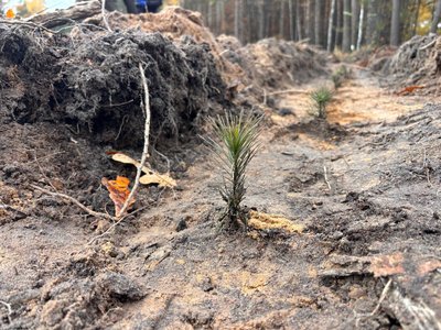 "Робота в задоволення": у лісництві на Черкащині висадили нові дерева "Робота в задоволення": у лісництві на Черкащині висадили нові дерева