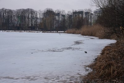 Міське озеро, Івано-Франківськ, крига Міське озеро, Івано-Франківськ, крига