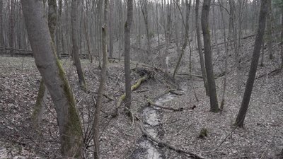 Підсніжники та червонокнижні рослини: весна у Дермансько-Острозькому нацпарку на Рівненщині Підсніжники та червонокнижні рослини: весна у Дермансько-Острозькому нацпарку на Рівненщині