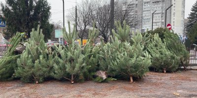 Новорічні ялинки. Де продають у Дніпрі та які ціни Новорічні ялинки. Де продають у Дніпрі та які ціни