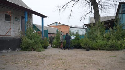 Де на Сумщині придбати ялинку та які ціни Де на Сумщині придбати ялинку та які ціни