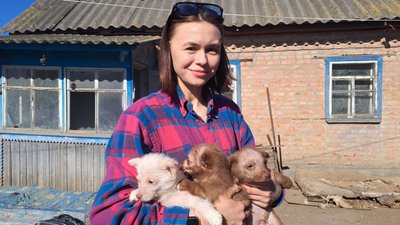 У притулку в Знам'янці на Кіровоградщині прихистили 37 собак із зони бойових дій У притулку в Знам'янці на Кіровоградщині прихистили 37 собак із зони бойових дій