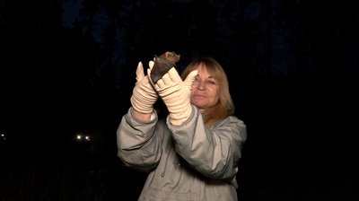 Кажанчики Кажанчики