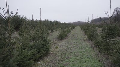 У Вінниці лісівники почали продавати ялинки та сосни: скільки коштують святкові дерева У Вінниці лісівники почали продавати ялинки та сосни: скільки коштують святкові дерева