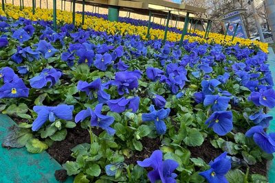 Синьо-жовті віоли Синьо-жовті віоли