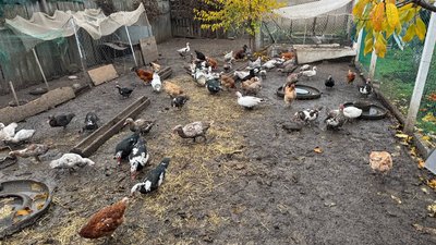 На Миколаївщині господарствам надали допомогу На Миколаївщині господарствам надали допомогу