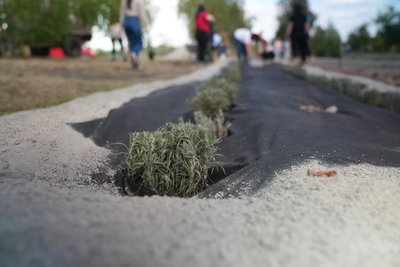 “Я знаю, що він живий”: у Лебедині на Сумщині з`явилася лавандова “Алея надії” “Я знаю, що він живий”: у Лебедині на Сумщині з`явилася лавандова “Алея надії”
