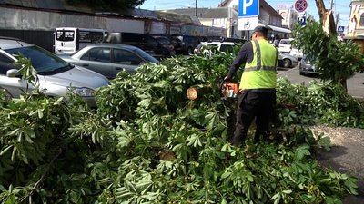 Негода на Житомирщині: повалені дерева та обірвані лінії електропередач Негода на Житомирщині: повалені дерева та обірвані лінії електропередач