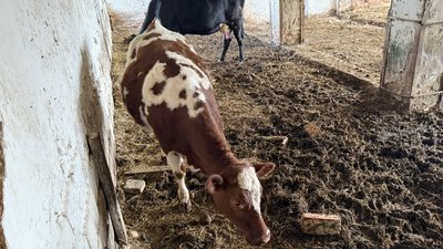 шелтер для власників свійських тварин корови Донецька область 2 квітня 2025 рік шелтер для власників свійських тварин корови Донецька область 2 квітня 2025 рік