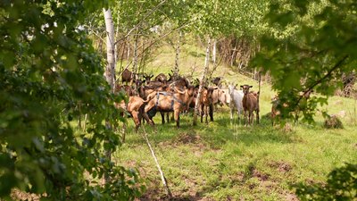 Кози, біодинамічна ферма, Коломийщина Кози, біодинамічна ферма, Коломийщина