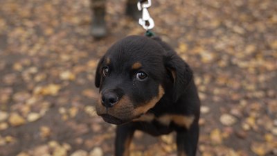 Собака на службі: у кінологічному підрозділі Нацгвардії у Чернігові з`явилися нові цуценят Собака на службі: у кінологічному підрозділі Нацгвардії у Чернігові з`явилися нові цуценят