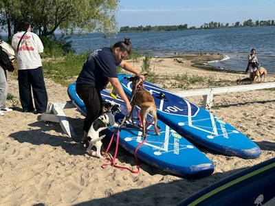 Аби знайти нову родину: у Черкасах відбувся заплив на сапах для безпритульних собак Аби знайти нову родину: у Черкасах відбувся заплив на сапах для безпритульних собак