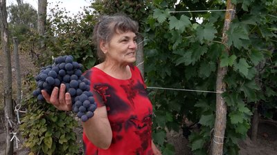 «На картоплі вбиваєшся, а тут і сили додається»: на Чернігівщині подружжя пенсіонерів на городі вирощує виноград