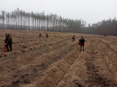 У Лиманській громаді на місці знищеного лісу висадили сосни У Лиманській громаді на місці знищеного лісу висадили сосни