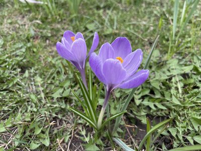 У Дніпрі розквітли сакури та магнолії: фоторепортаж