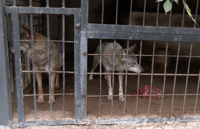 Вовки у Луцькому зоопарку виють ще до повітряної тривоги Вовки у Луцькому зоопарку виють ще до повітряної тривоги