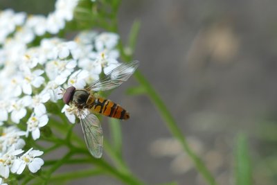Муха мармеладна, комаха Муха мармеладна, комаха