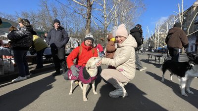 Очікували на господарів: у Миколаєві прилаштовували чотирилапих