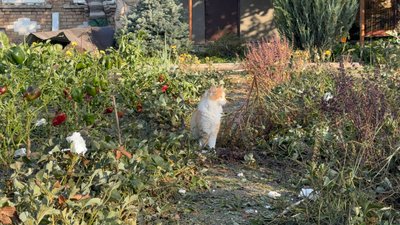 очевидці удару очевидці удару