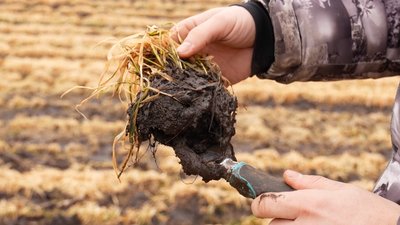 Морози й крига на полях Кіровоградщини: як вплинули на озимі та чи можна врятувати посіви Морози й крига на полях Кіровоградщини: як вплинули на озимі та чи можна врятувати посіви