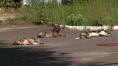 "Поки нікого не загризли, але це питання часу": у Рівному собаки нападають на людей "Поки нікого не загризли, але це питання часу": у Рівному собаки нападають на людей